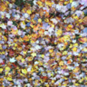 Meet your Posher, Maggie